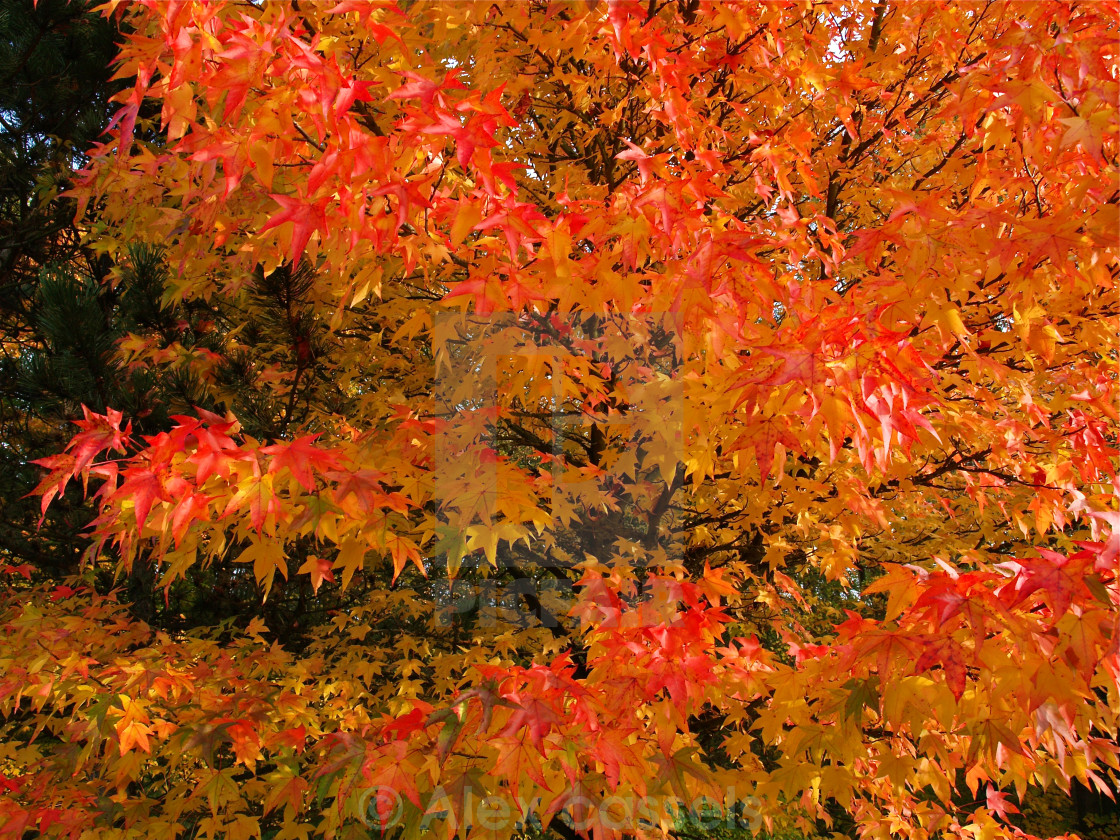 "Maple Flames" by Alex cassels - $31.56 "Maple Flames" stock image