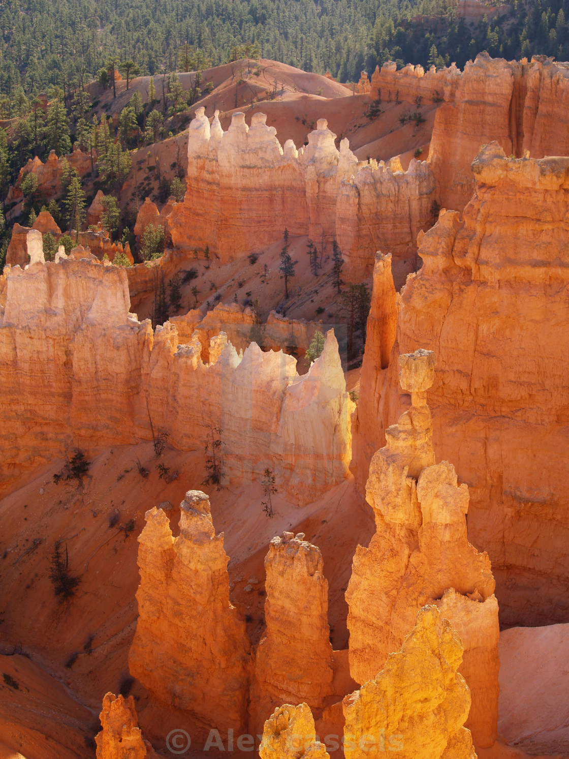 "Hoodoos of Bryce canyon" stock image