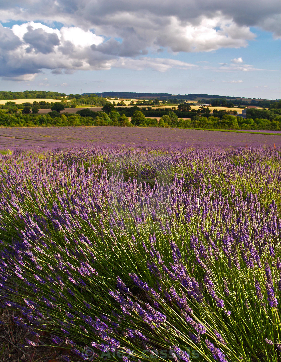 "Evening Lavender" by Alex cassels - $31.72 "Evening Lavender" stock image