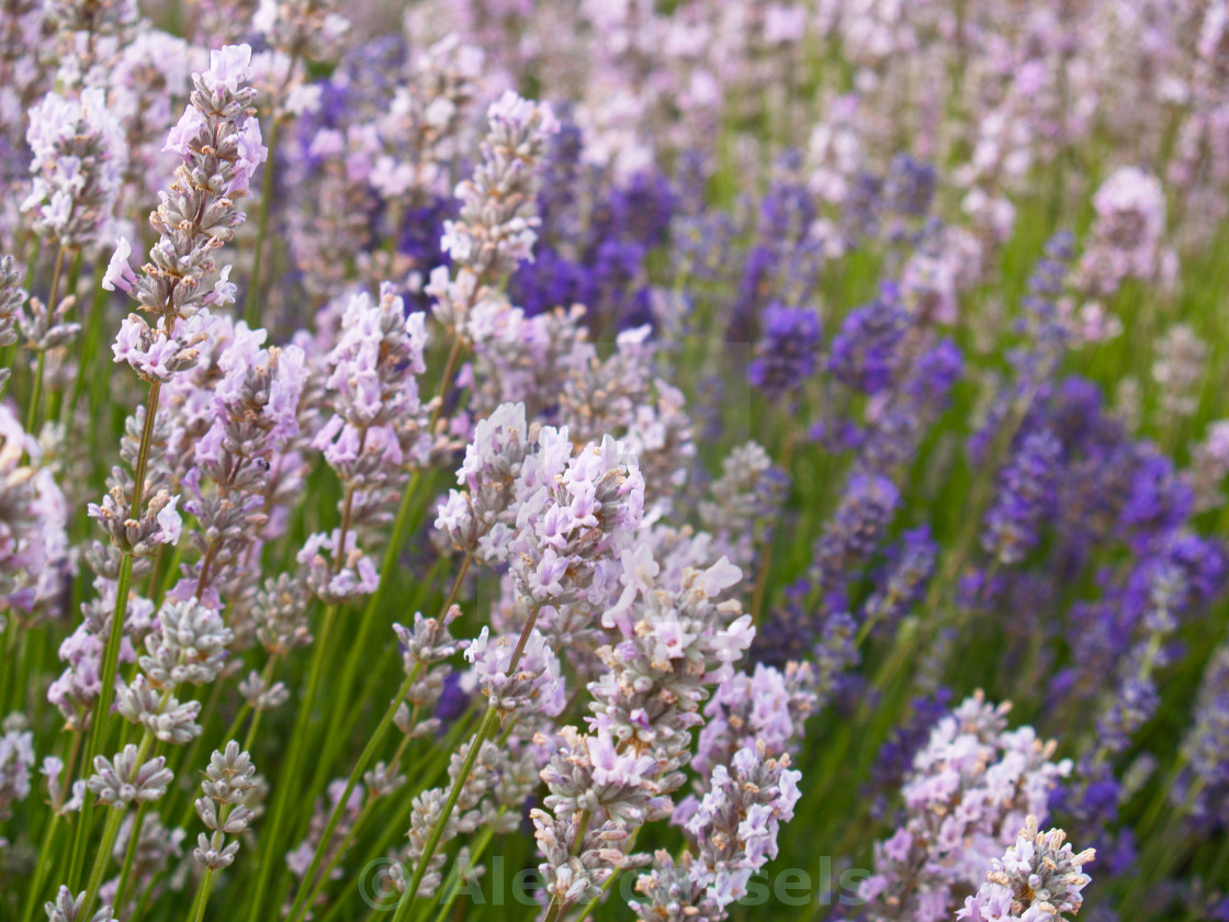 "English Lavender" stock image