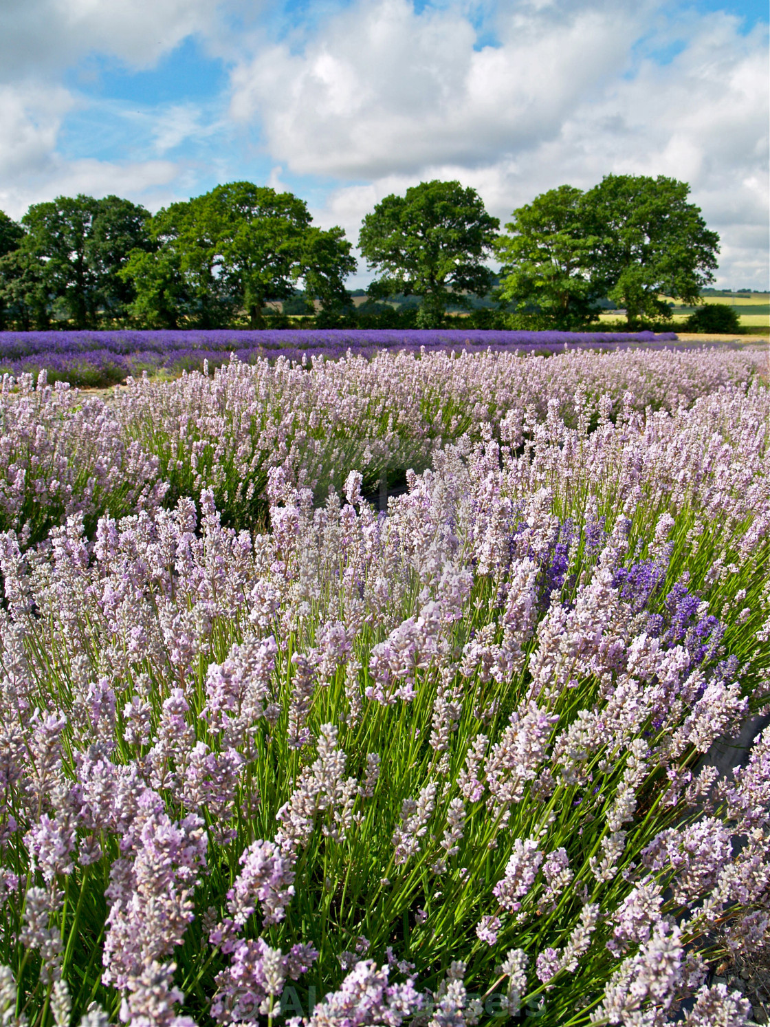 "Ripening English Lavender" stock image