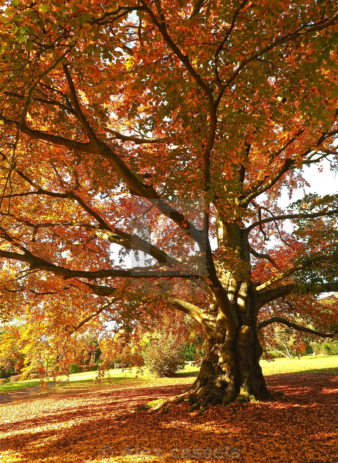 "Copper Beech in the Park" stock image