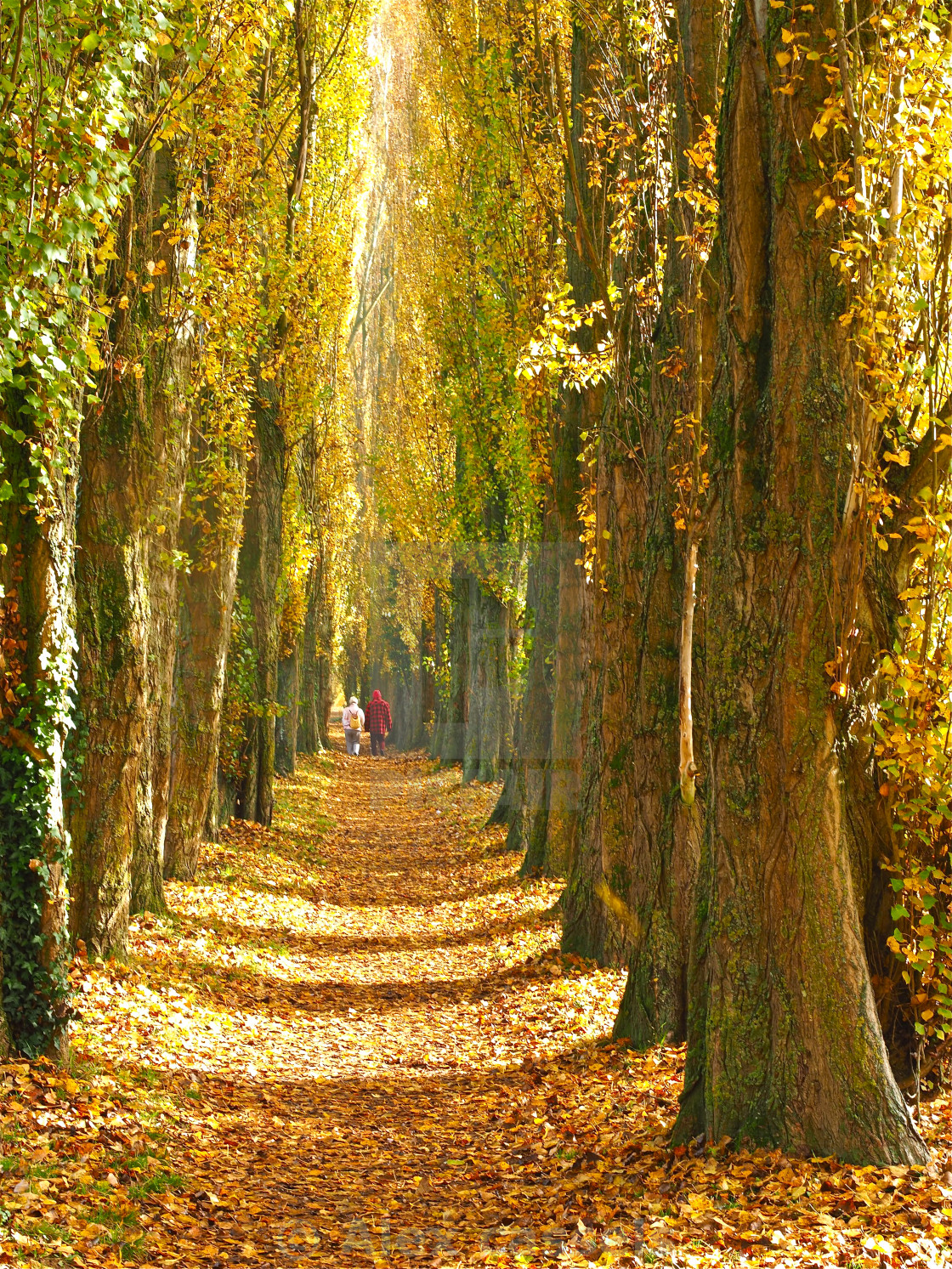 "A Walk in the Poplars" stock image