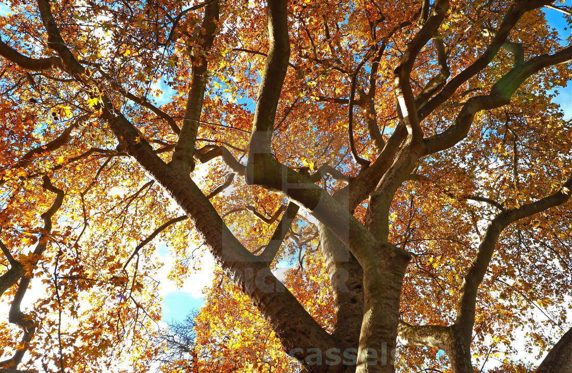 "Autumn Canopy" stock image