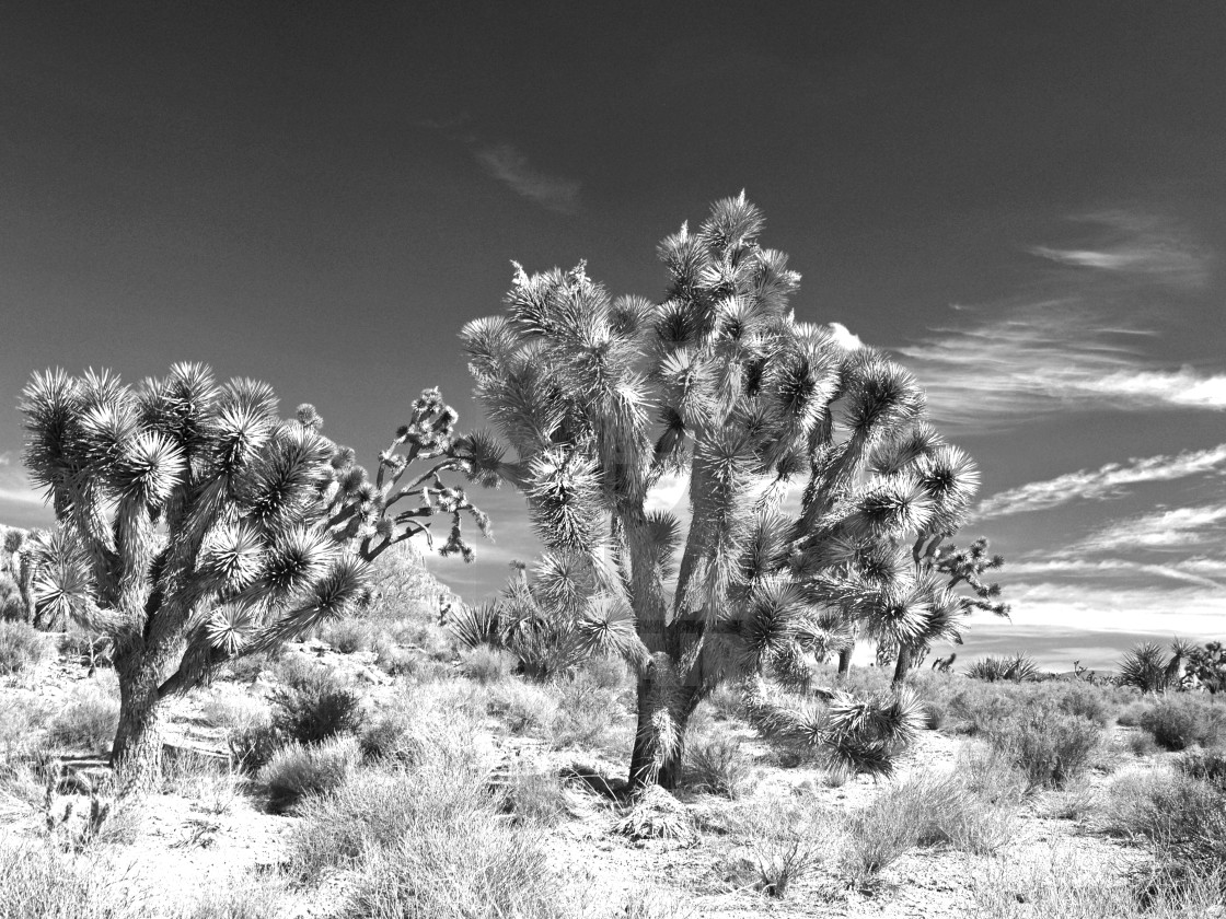 "Joshua Trees" stock image