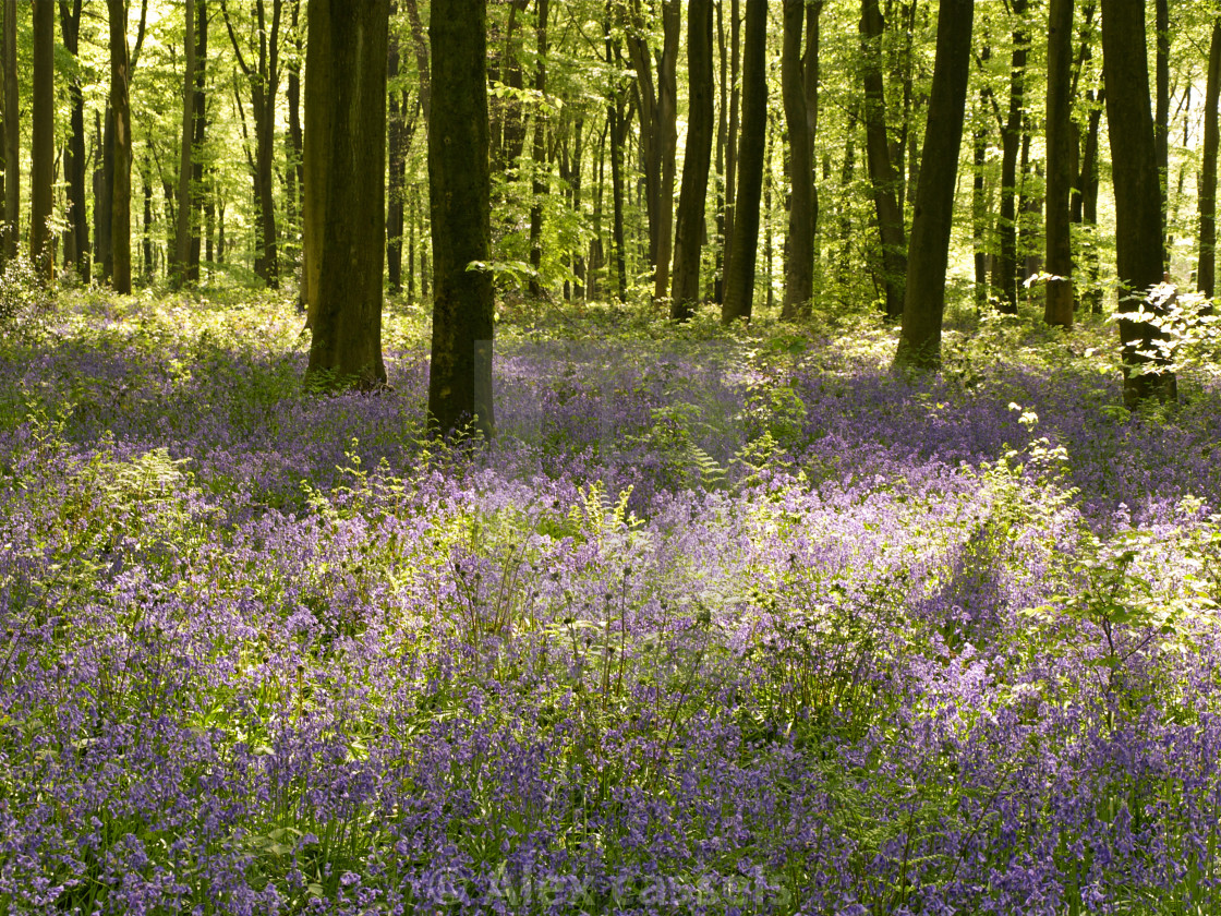 "The Bluebells of Micheldever Woods" stock image