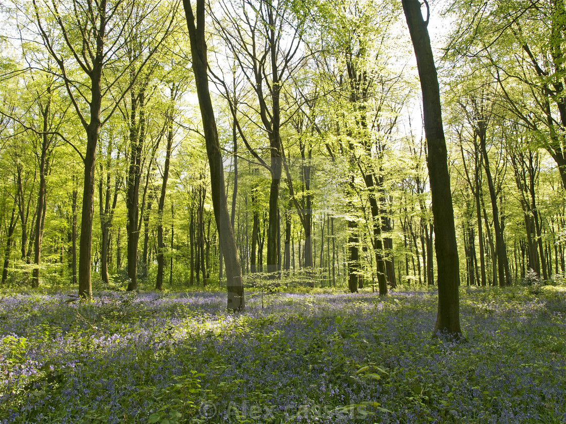 "Micheldever Wood" stock image