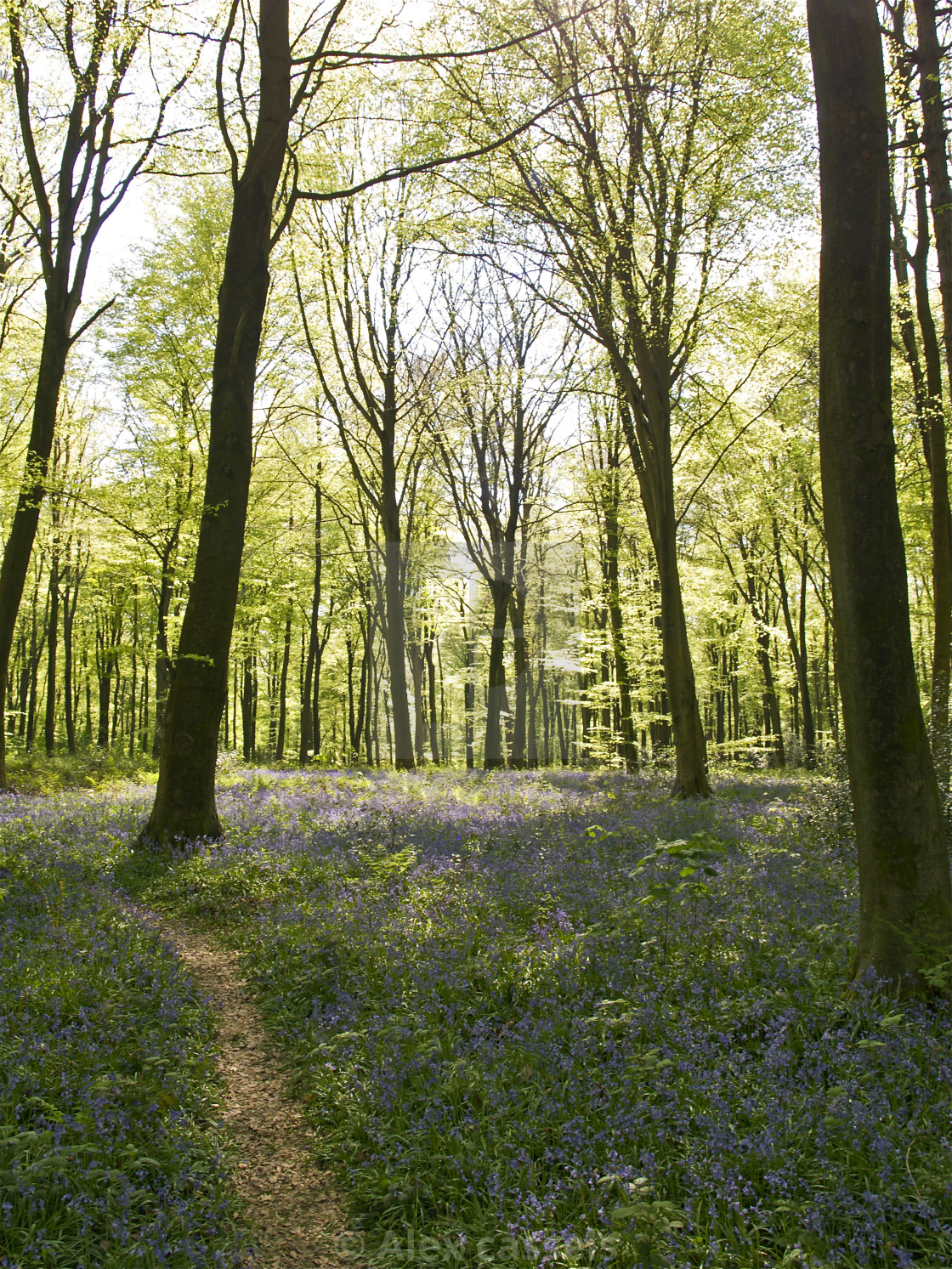 "Deep in the Beechwoods" stock image