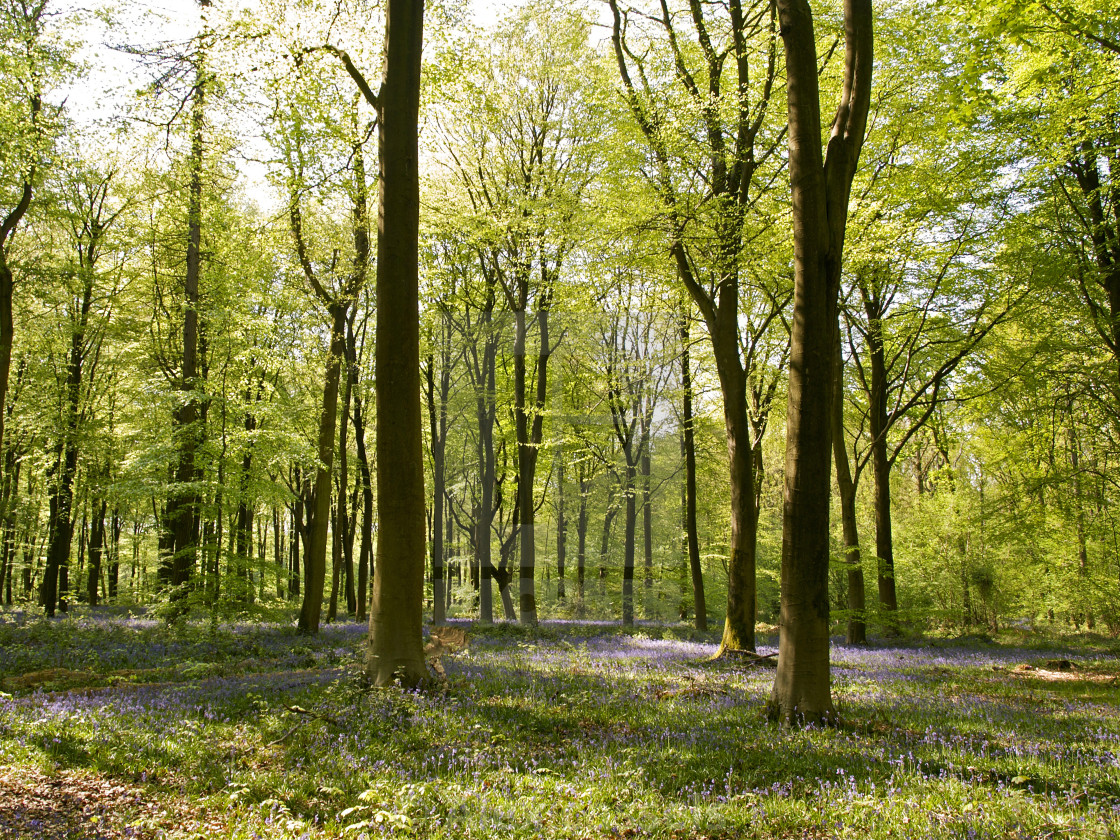 "Deep in Micheldever Wood" stock image