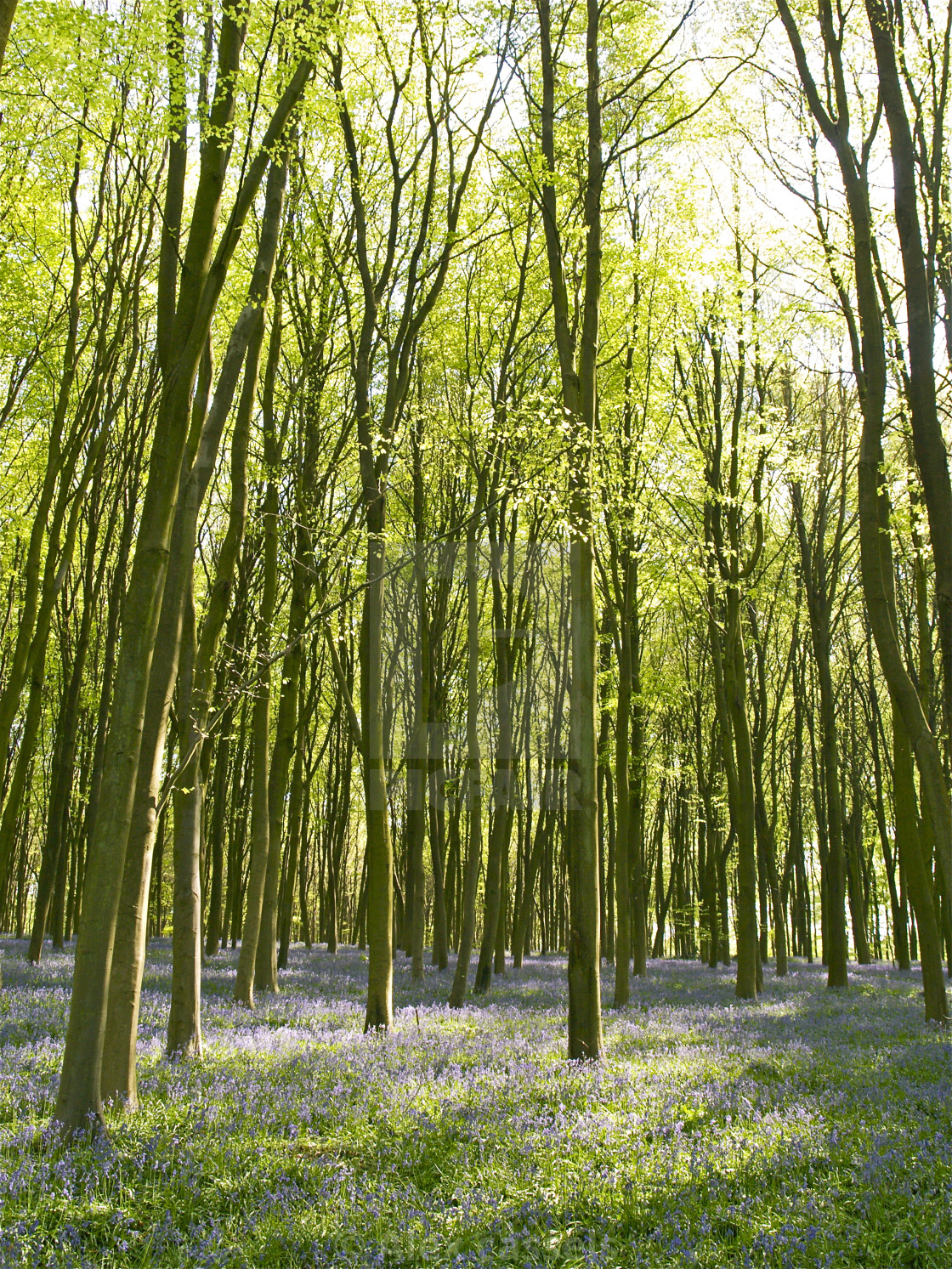 "Itchen Wood in Springtime" stock image