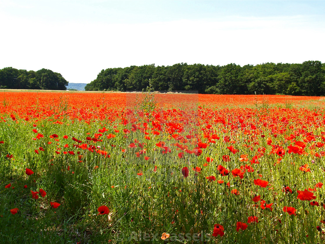 "Sea of Normandy Poppies" stock image