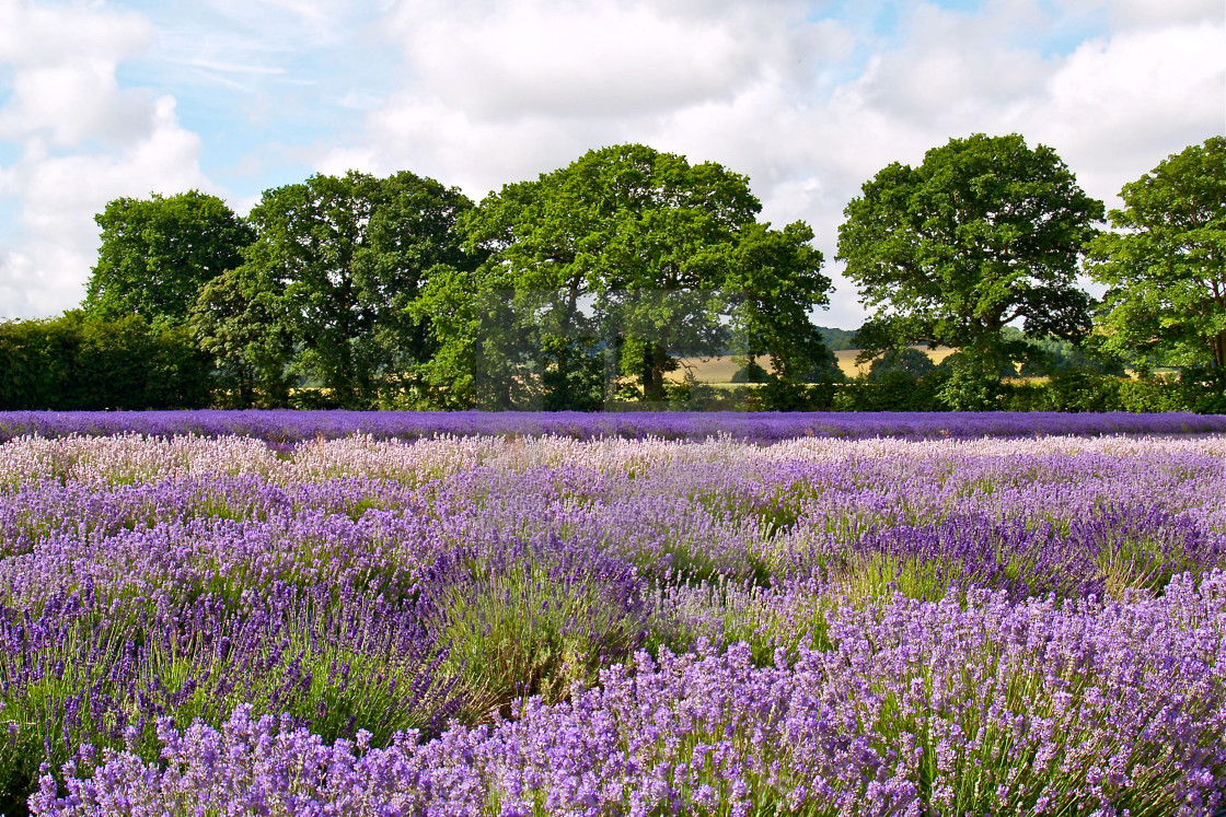 "Hampshire Lavender" stock image