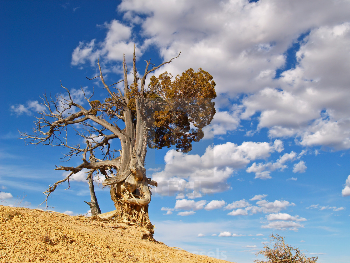 "Bristlecone Pine at Bryce Canyon" stock image