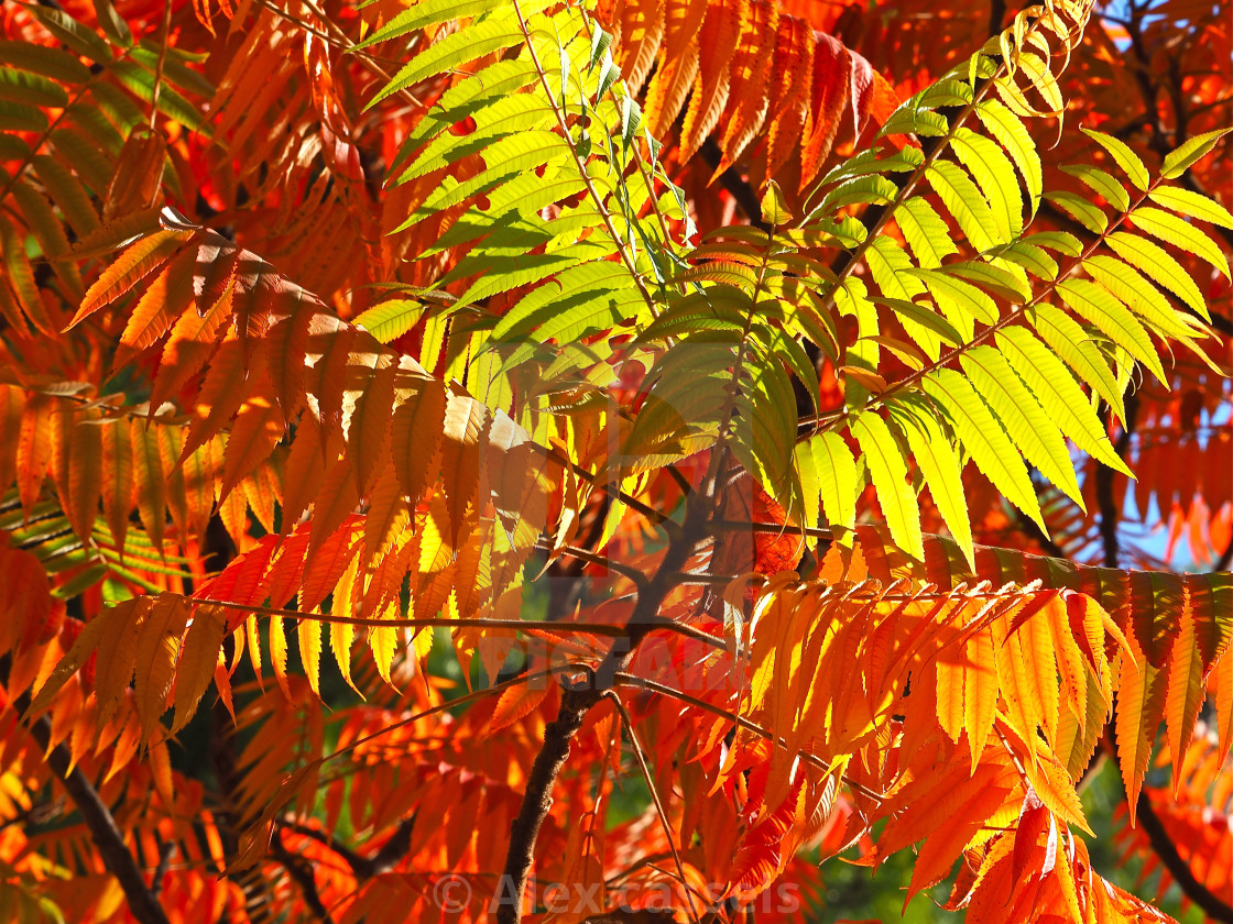 "Japanese Rowan Tree in Autumn Colours" stock image