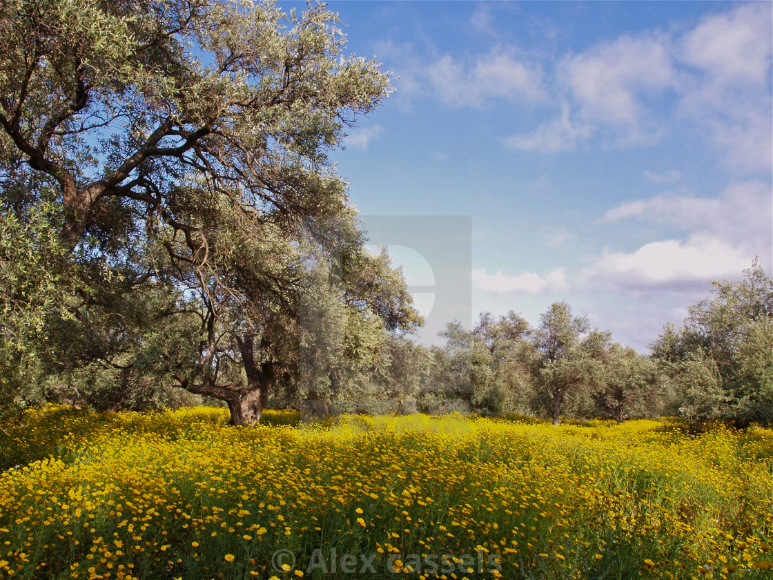 "The Old Olive Grove 2" stock image