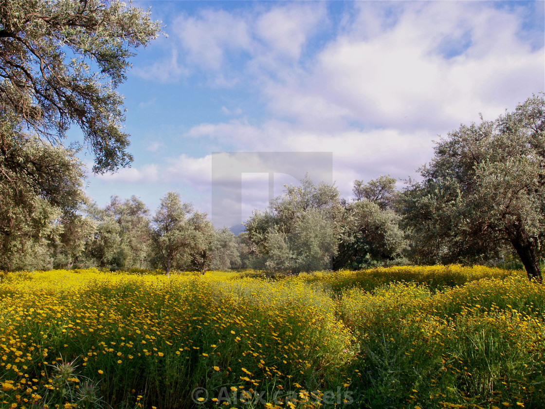 "The Old Olive Grove at Ozankoy" stock image