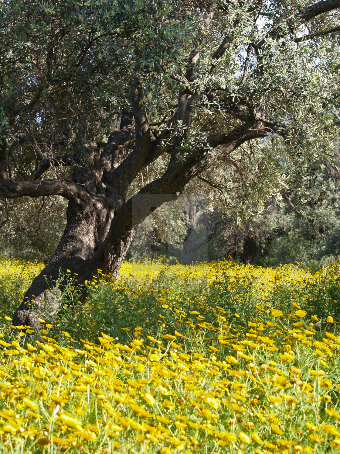 "The Old Olive Grove" stock image