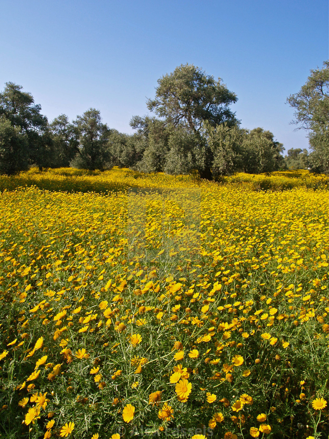 "Wildflower Meadow" stock image