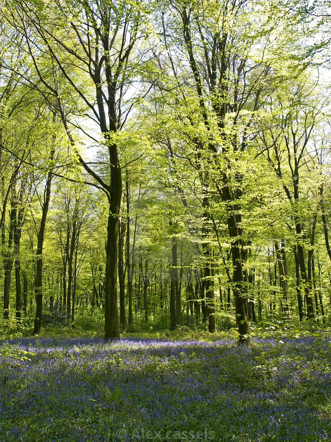 "Deep in Micheldever Wood" stock image