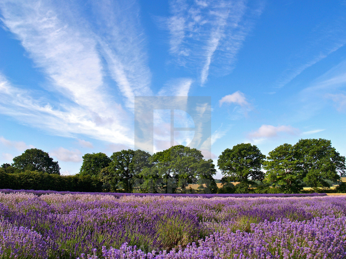 "Lavender Fields 2" stock image