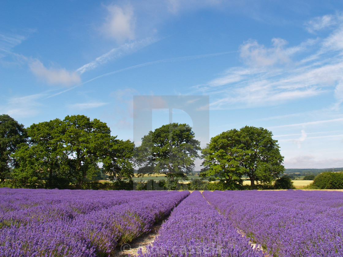 "Ripening English Lavender" stock image