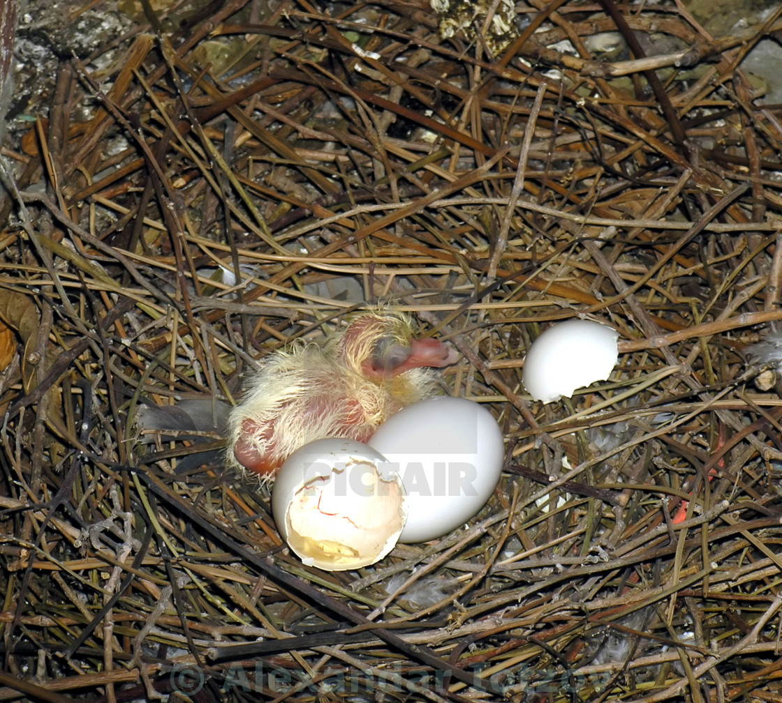 First Egg Is Hatched License Download Or Print For 12 40 Photos Picfair First Egg Is Hatched License Download Or Print For 12 40 Photos Picfair