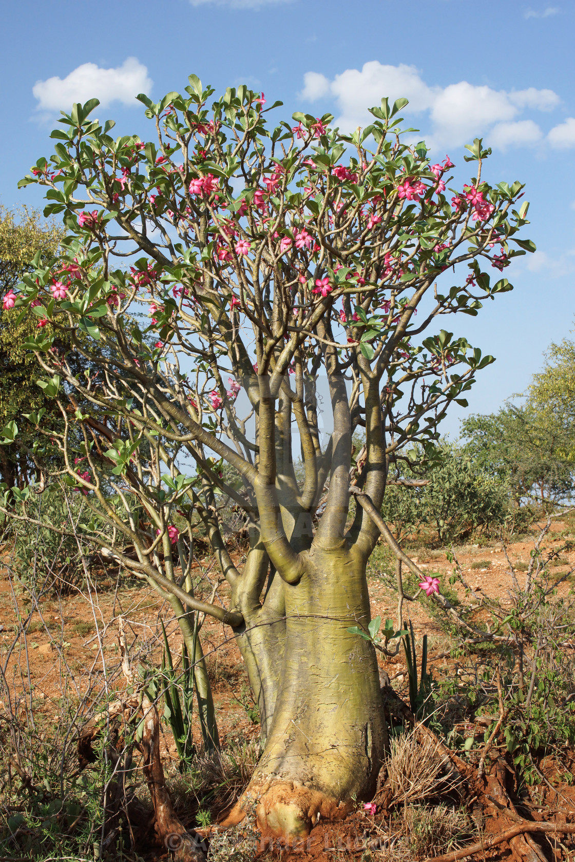 "Desert-rose, Ethiopia, Africa" stock image