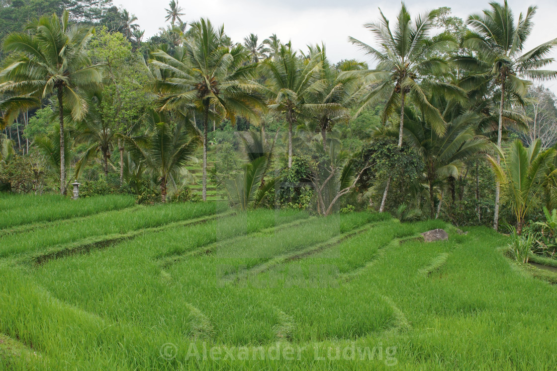 "Rice field, Bali, Indonesia" stock image