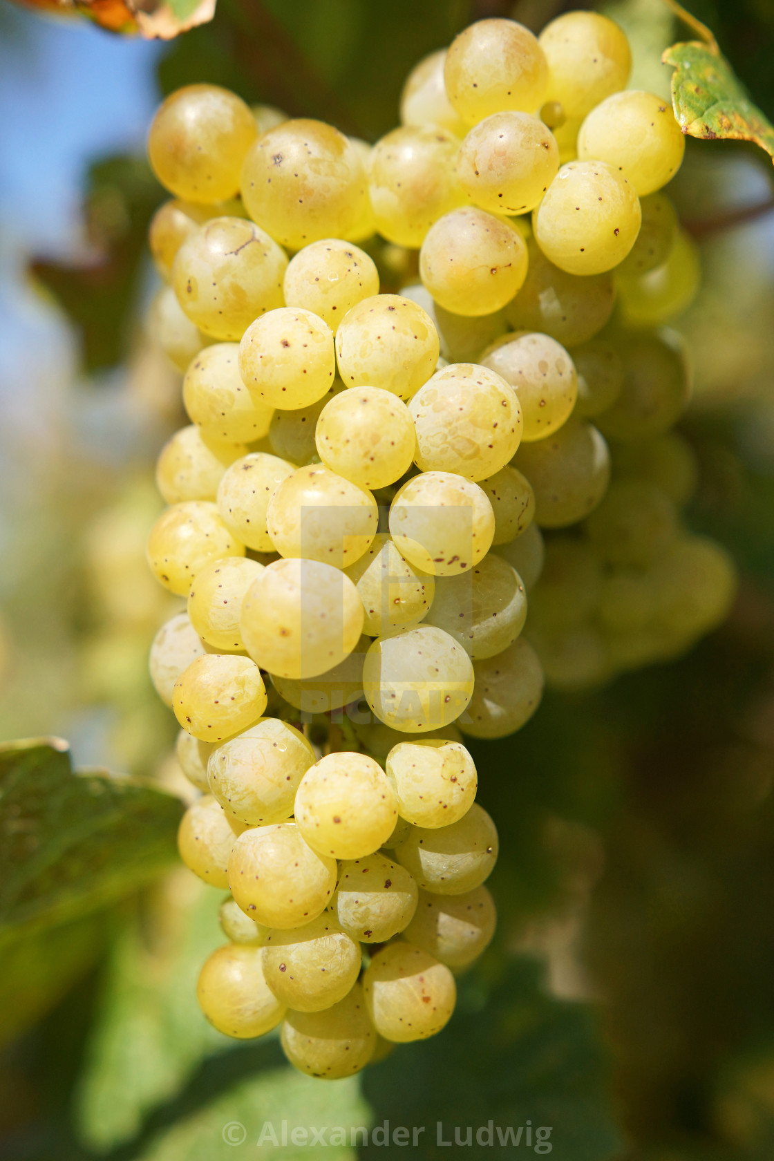 "Grapes in the autumn" stock image