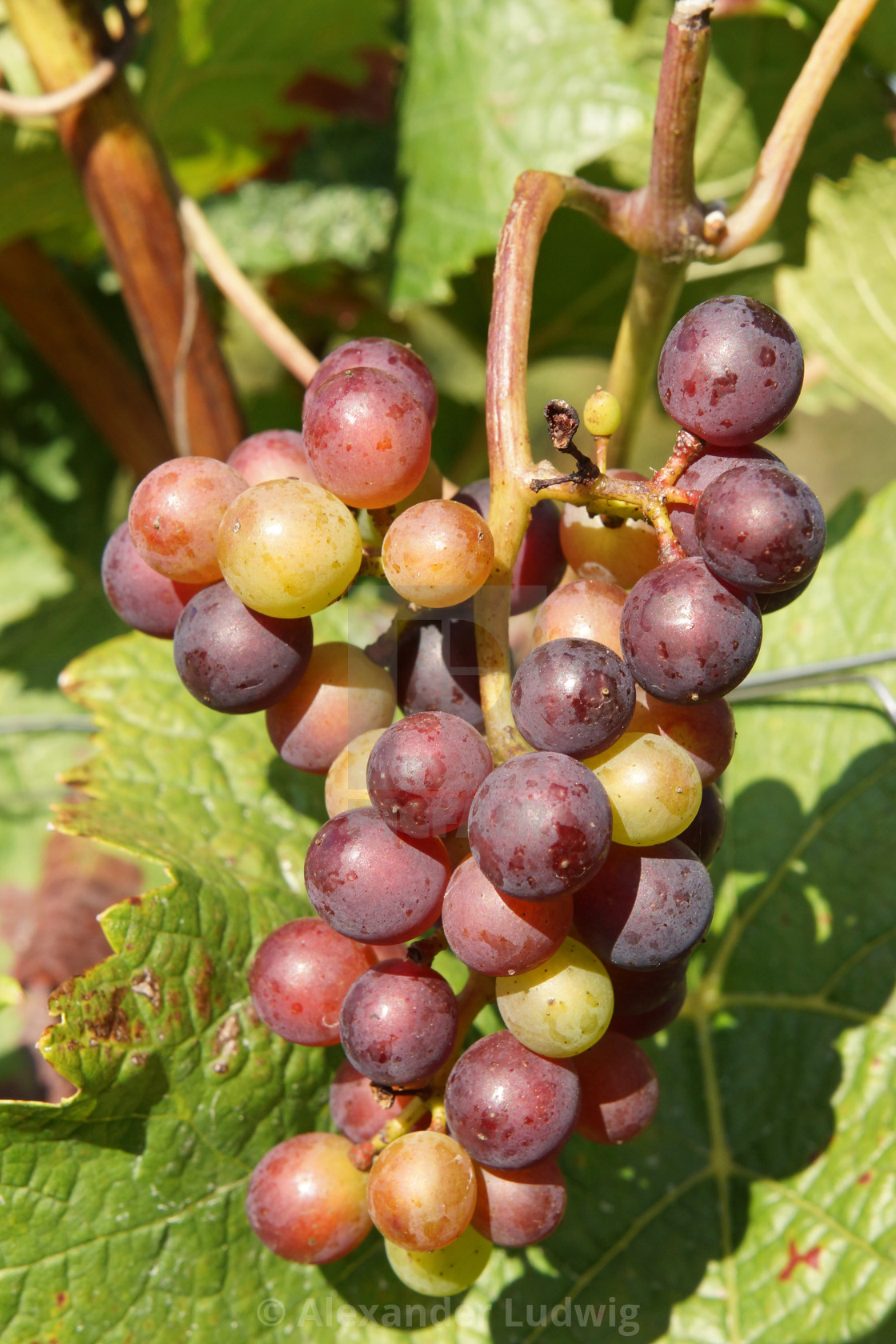 "Grapes in the autumn" stock image