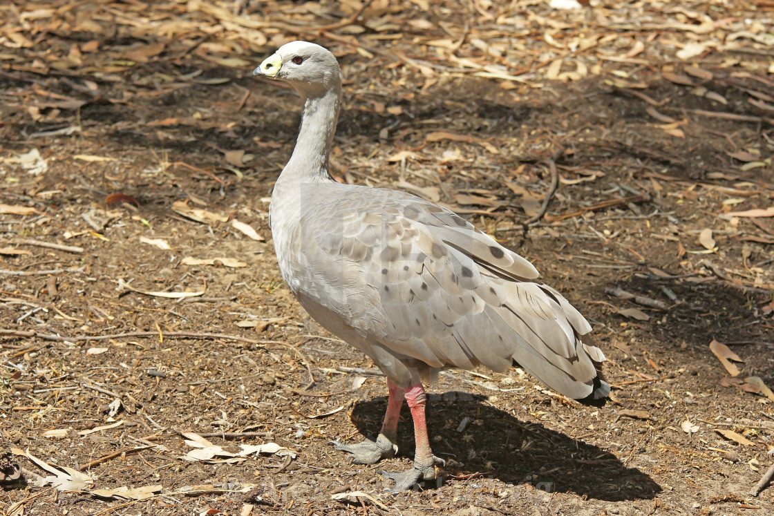 "Cape Barren Goose, Australia" stock image