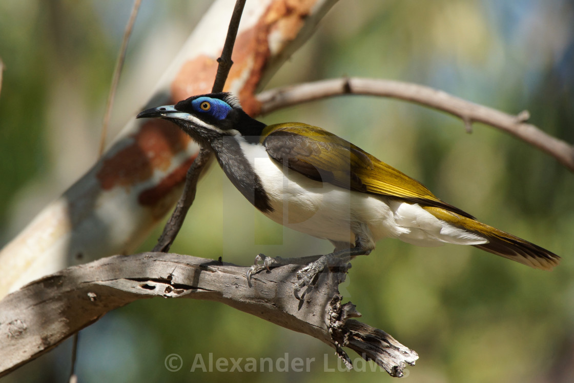 "Honeyeater, Australia" stock image