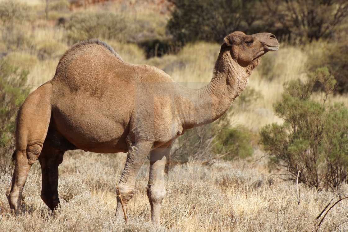 "Camel, Australia" stock image