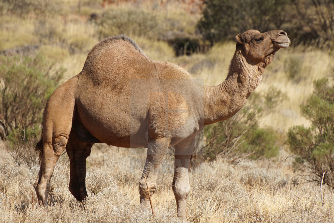 "Camel, Australia" stock image