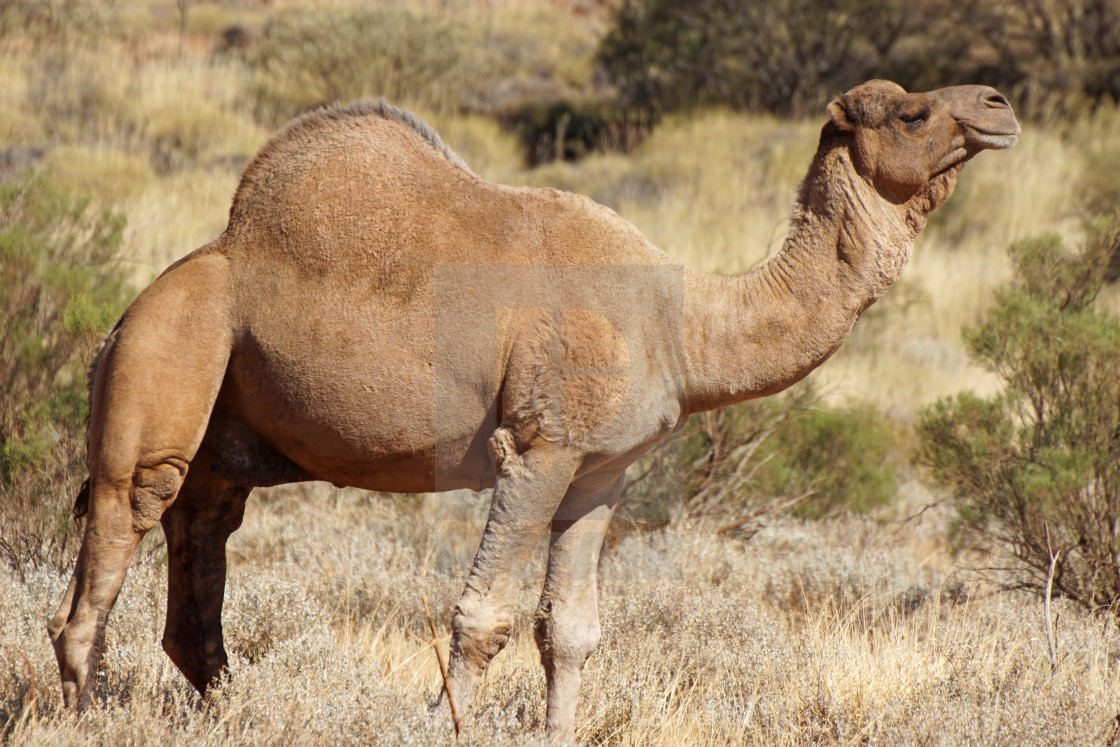 "Camel, Australia" stock image