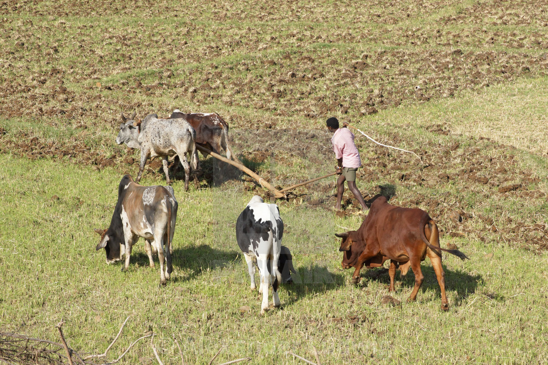"Agriculture, Ethiopia, Africa" by Alexander Ludwig - $6.35 "Agriculture, Ethiopia, Africa" stock image
