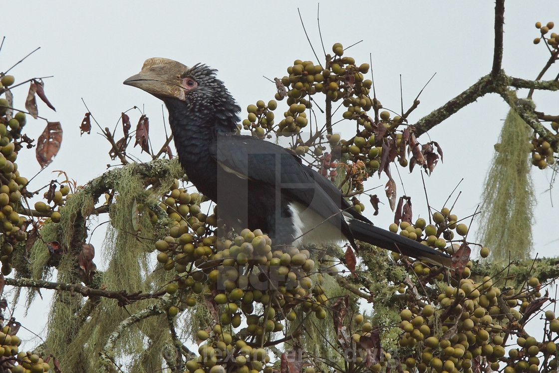 "Hornbill, Great Rift Valley, Ethiopia, Africa" by Alexander Ludwig - $6.29 "Hornbill, Great Rift Valley, Ethiopia, Africa" stock image