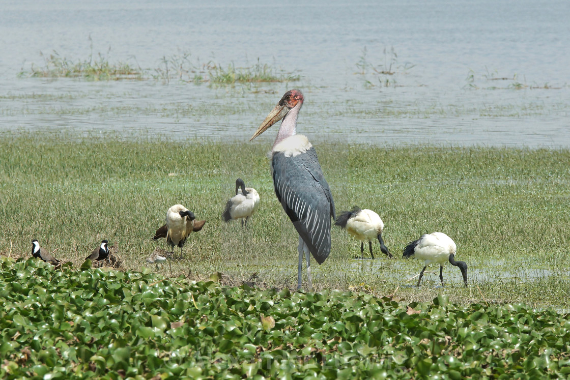 "Marabou Stork, Great Rift Valley, Ethiopia, Africa" by Alexander Ludwig - $6.28 "Marabou Stork, Great Rift Valley, Ethiopia, Africa" stock image