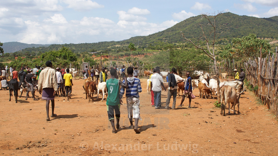 "Cattle market, Key Afer, Ethiopia, Africa" by Alexander Ludwig - $6.29 "Cattle market, Key Afer, Ethiopia, Africa" stock image