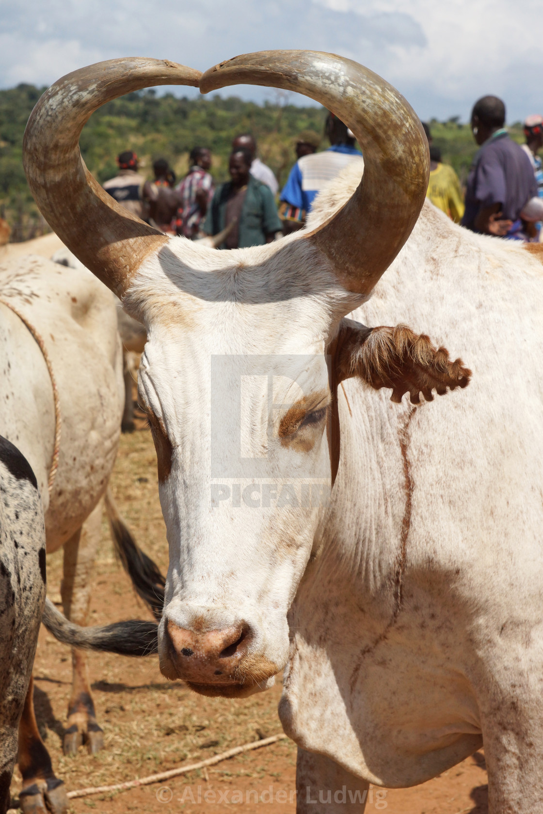 "Cattle market, Key Afer, Ethiopia, Africa" by Alexander Ludwig - $6.29 "Cattle market, Key Afer, Ethiopia, Africa" stock image