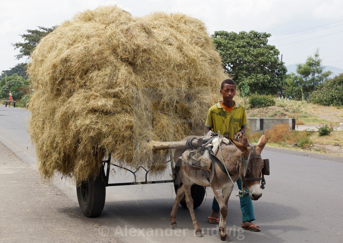 "Donkey barrow, Great Rift Valley, Ethiopia, Africa" by Alexander Ludwig - $6.29 "Donkey barrow, Great Rift Valley, Ethiopia, Africa" stock image