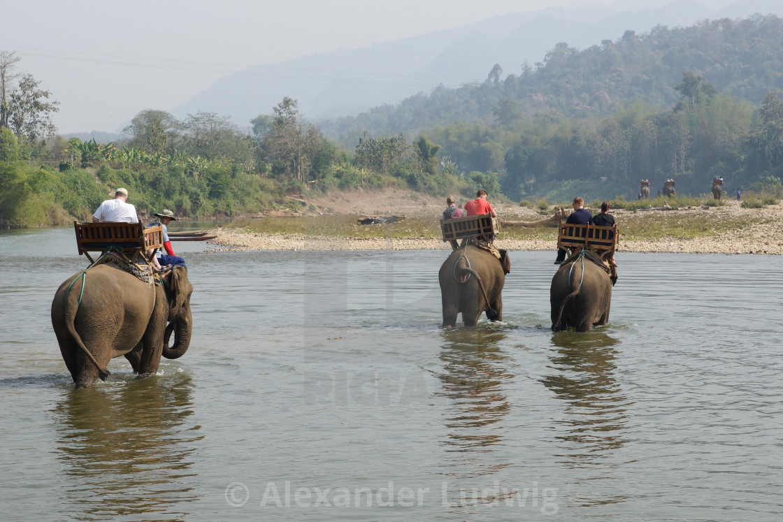 "Elephant, Laos, Asia" stock image