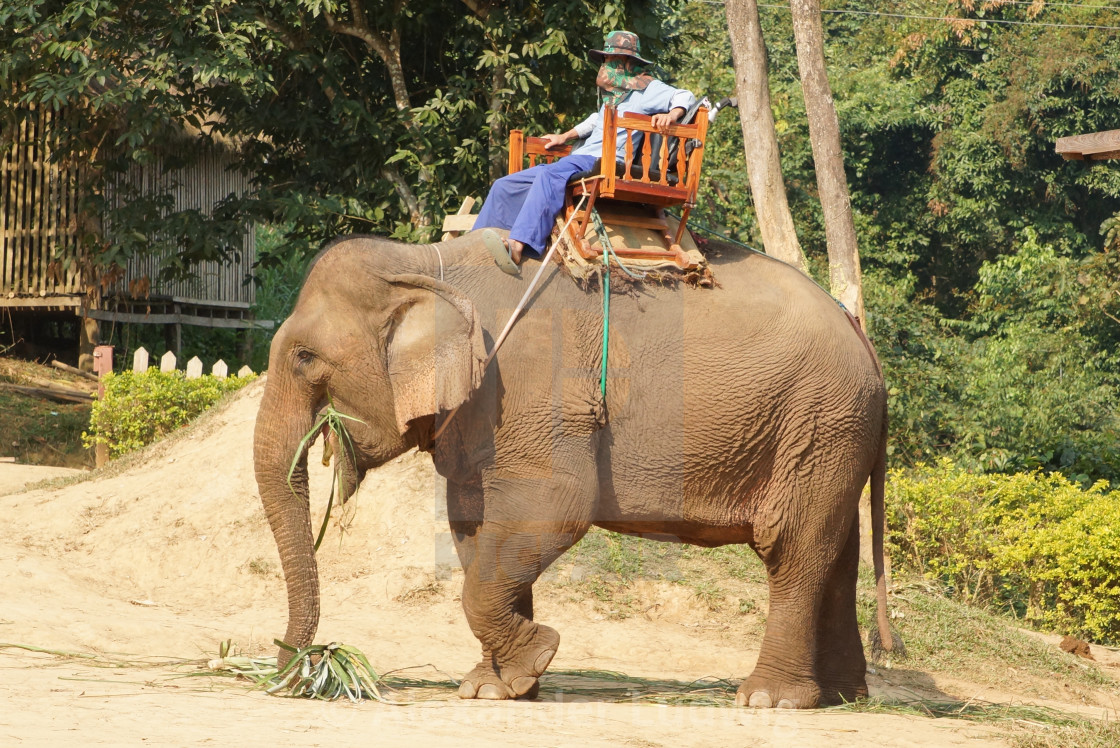 "Elephant, Laos, Asia" by Alexander Ludwig - $6.35 "Elephant, Laos, Asia" stock image