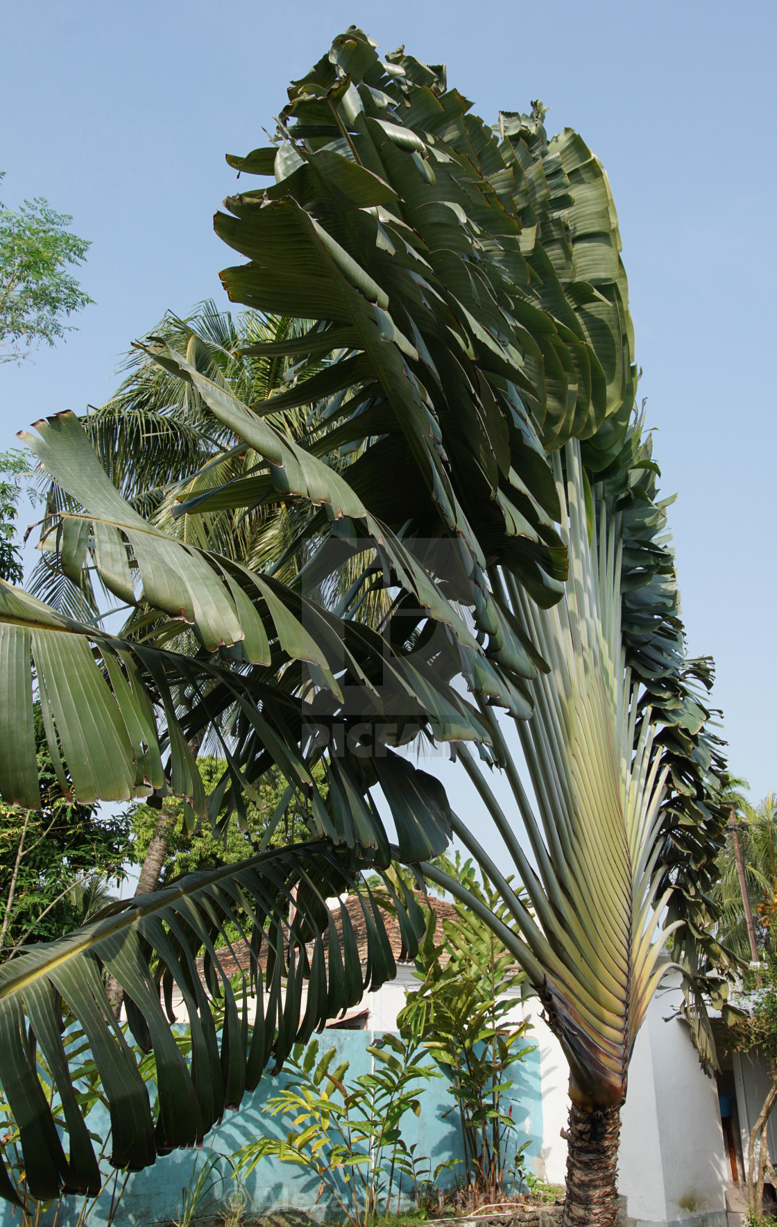 "Traveller´s tree, Ravenala madagascariensis" by Alexander Ludwig - $6.29 "Traveller´s tree, Ravenala madagascariensis" stock image