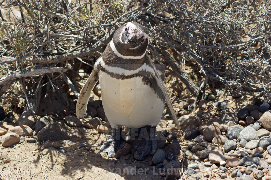 "Magellanic Penguin, Spheniscus magellanicus" stock image