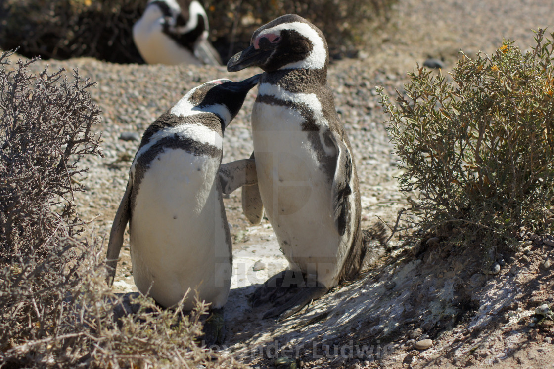 "Magellanic Penguin, Spheniscus magellanicus" stock image