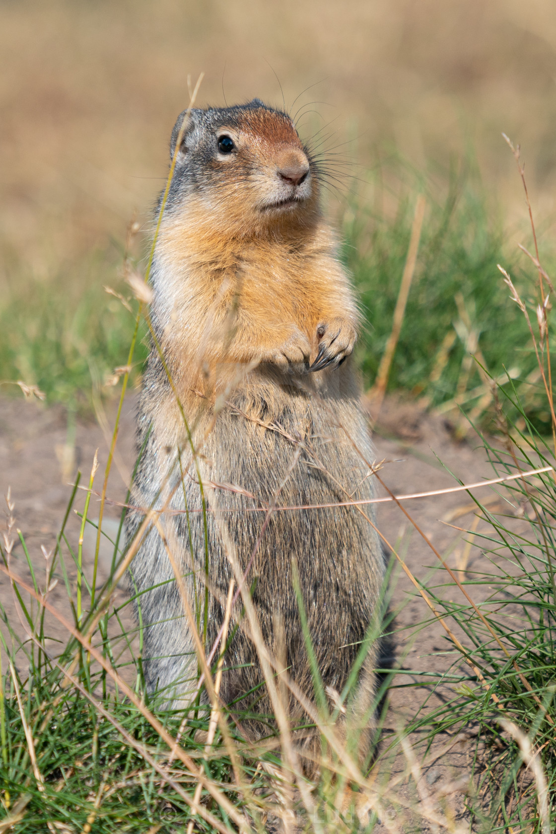 "Columbia Ground Squirrel, Urocitellus columbianus" stock image