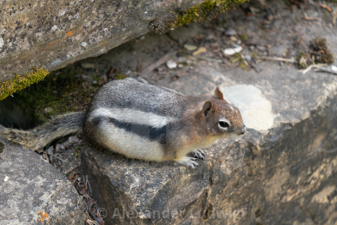 "Golden-mantled Ground Squirrel, Callospermophilus lateralis" stock image