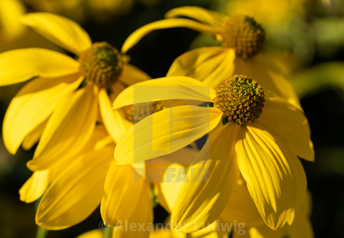 "Shiny Coneflower, Rudbeckia nitida" stock image