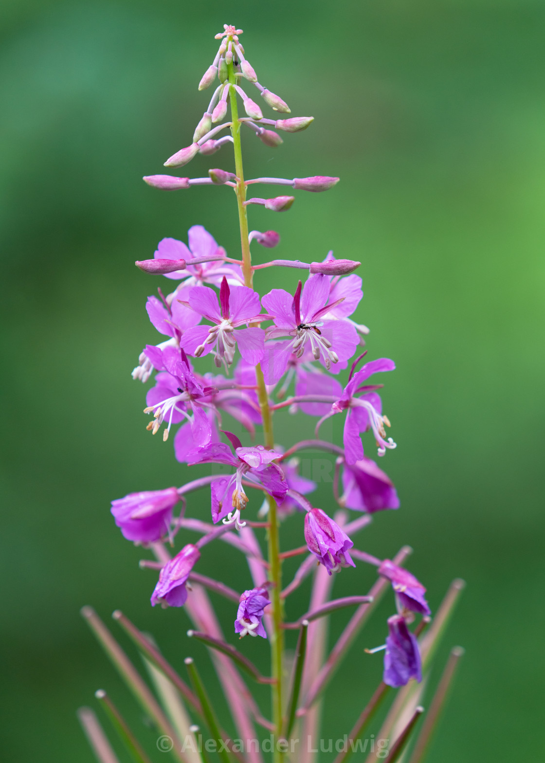 "Flowers after the rain" stock image